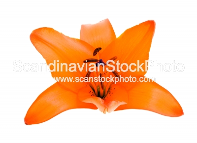 Image of Lily (isolated)
