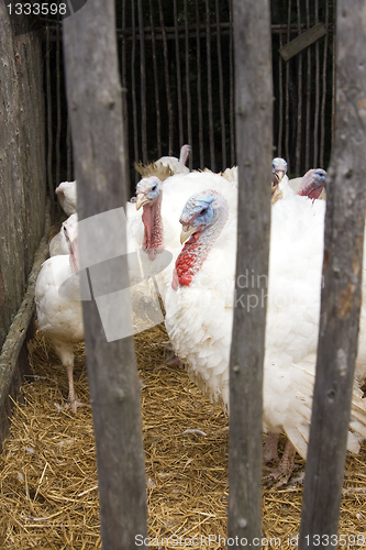 Image of Captive Turkeys