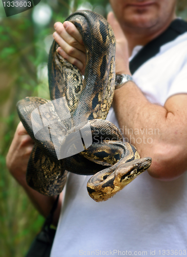 Image of Holking a Live Boa Snake