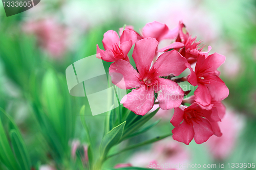 Image of Oleander Flower Closeup