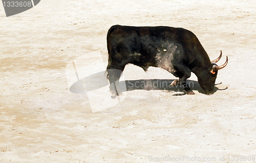 Image of Angry Camargue Bull