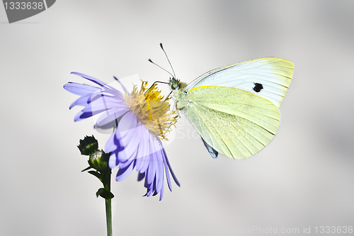 Image of white butterfly