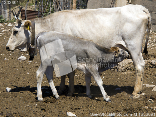 Image of Feeding calf