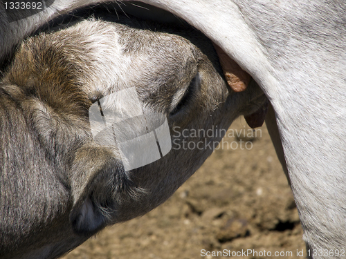 Image of Feeding calf; partucular