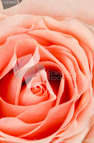 Image of Pink rose flower