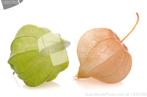 Image of Physalis fruits