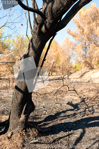 Image of Forest fire aftermath