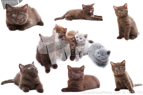 Image of Cat collection isolated on white background