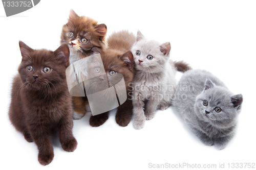 Image of Five cute brititsh kittens