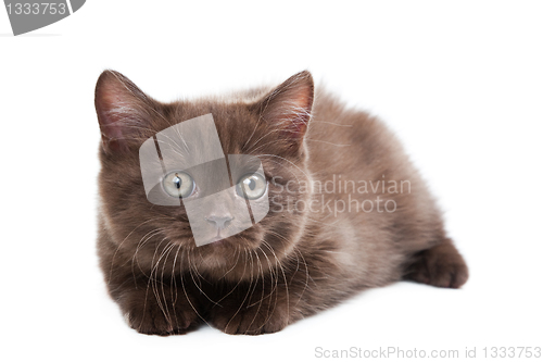 Image of hunting British kitten