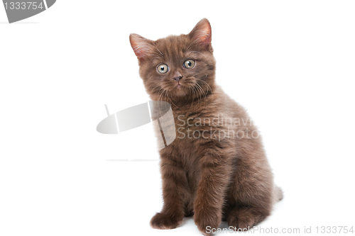 Image of cute chestnut British kitten