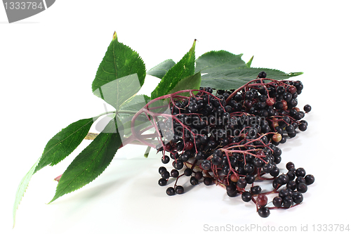Image of Elderberry