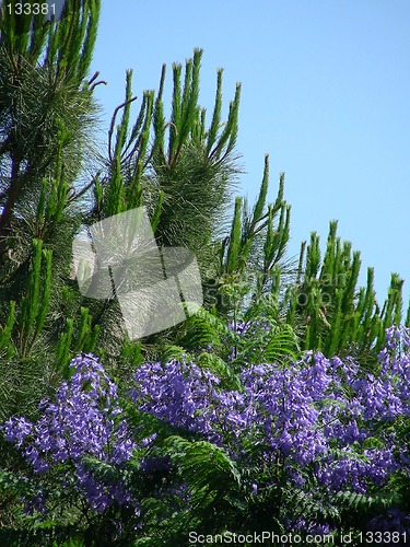 Image of green and lilac