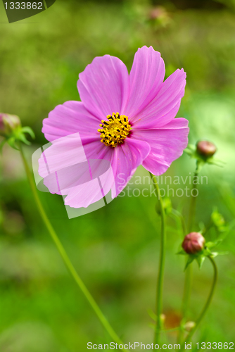 Image of Pink cosmea (cosmos) flower
