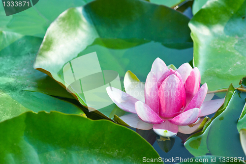 Image of Pink waterlily (nimfea) flower