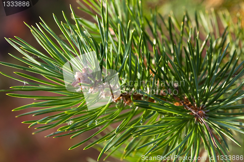 Image of Pine twig sparkles in the sunset