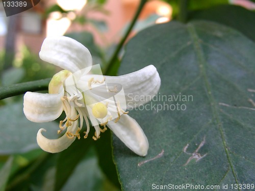 Image of mandarin flower