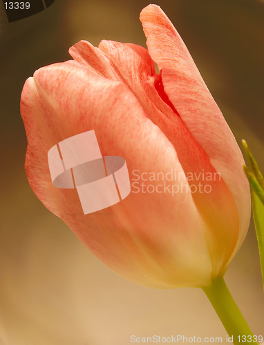 Image of peach tulip