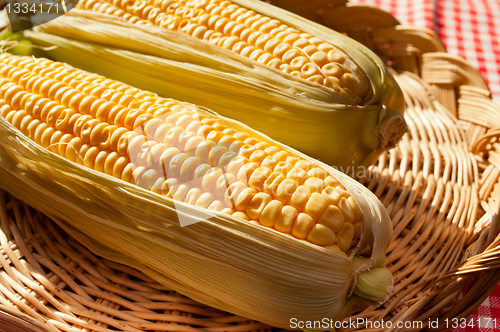 Image of Corn Cobs