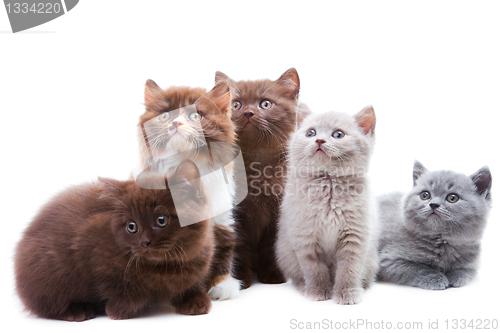 Image of Five cute brititsh kittens