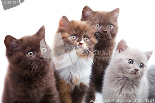 Image of Four cute brititsh kittens