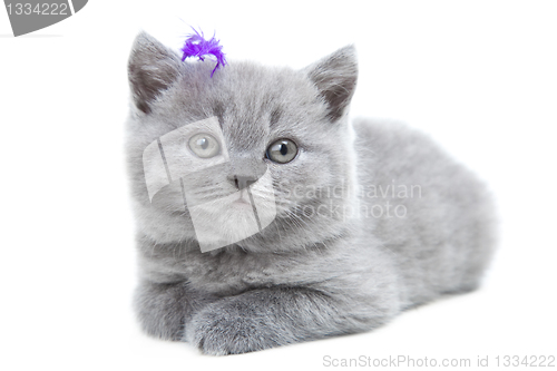 Image of gray British kitten