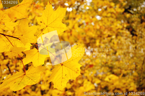 Image of Autumn leaves