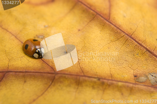 Image of Ladybug on orange autumn leaf