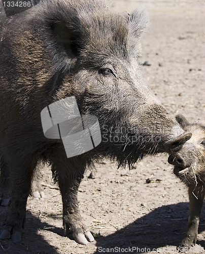 Image of wild boars family