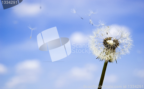 Image of Dandelion over blue sky