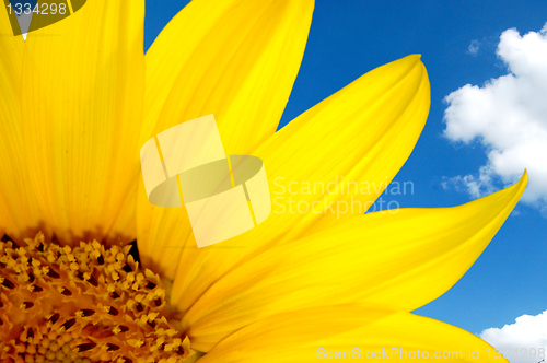 Image of sunflower