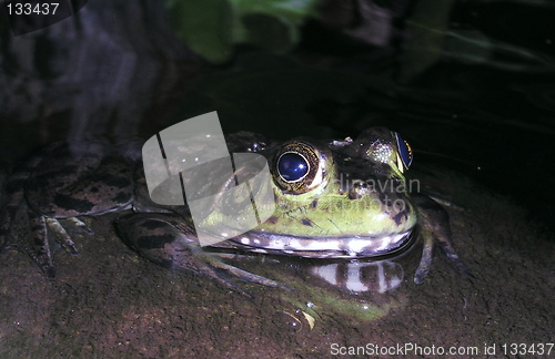 Image of pond frog