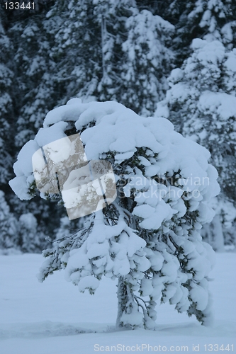 Image of snow-covered tree