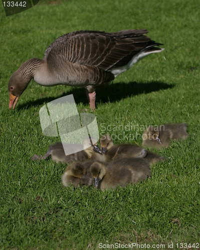 Image of goose with chicks