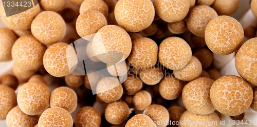 Image of Beach Mushrooms