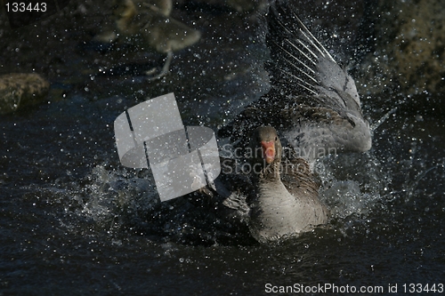 Image of Goose washing itself