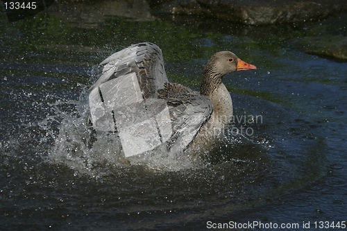 Image of Goose