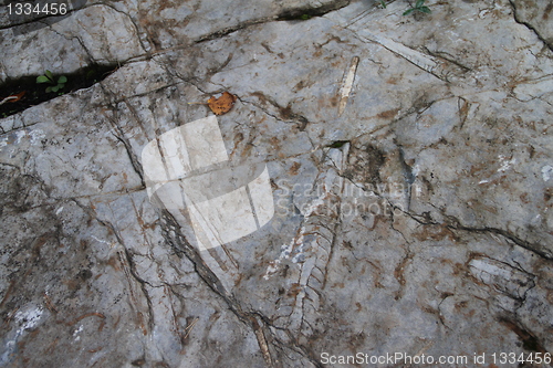 Image of trilobits octopus fossil