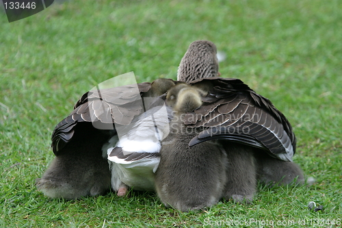 Image of goose with chicks