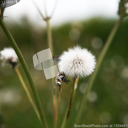 Image of Dandelion