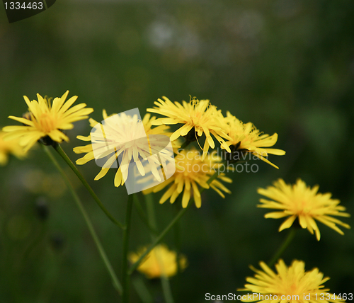 Image of Dandelion