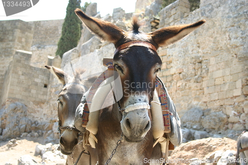 Image of Donkey