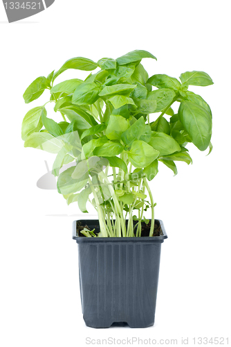 Image of Green basil growing in the flowerpot