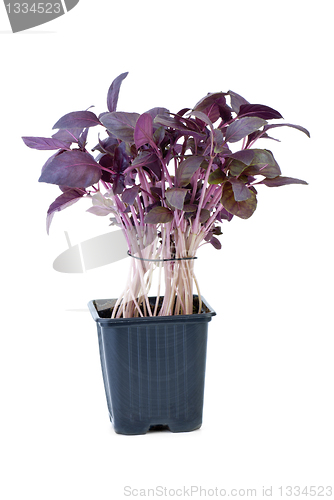 Image of Purple basil growing in the flowerpot