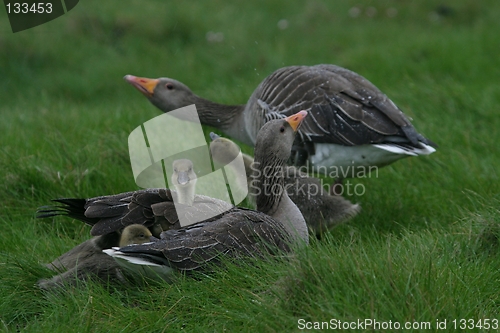 Image of Geese