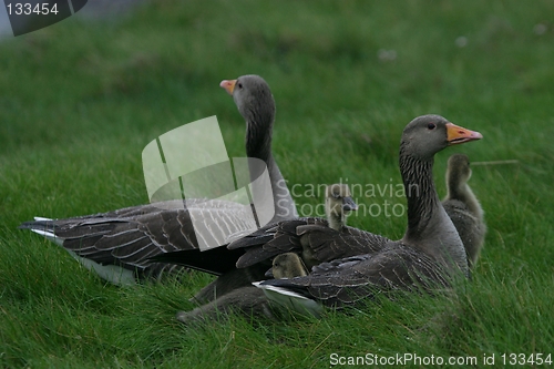 Image of geese with young