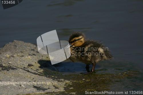 Image of Duckling