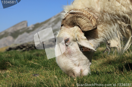 Image of Ram grazing