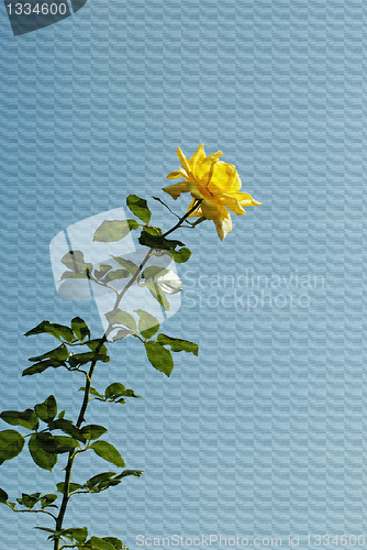Image of Yellow Rose