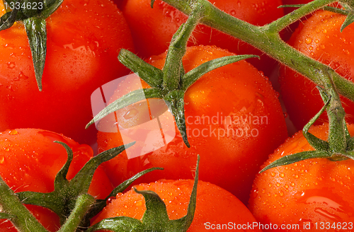 Image of Tomatoes on the vine